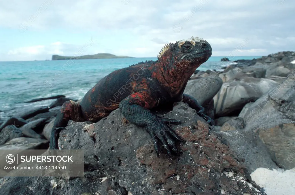 Marine iguana warming itslef at sun on a rock Galapagos