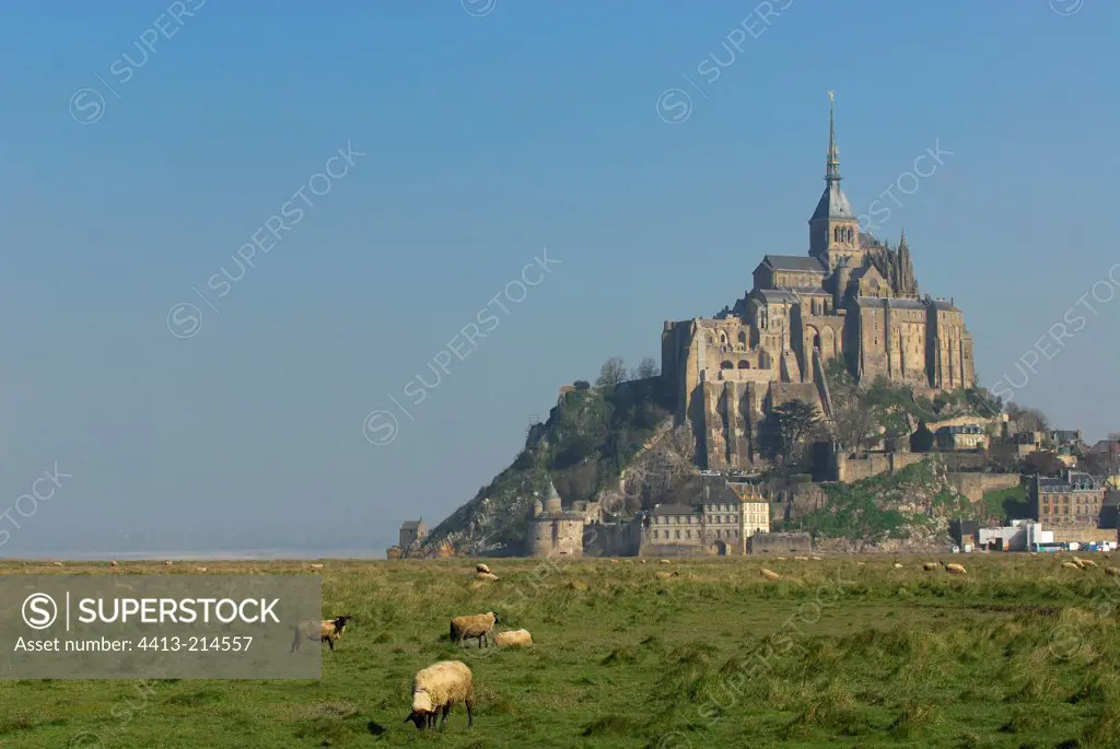 Herd of sheep at the foot of Mont Saint Michel