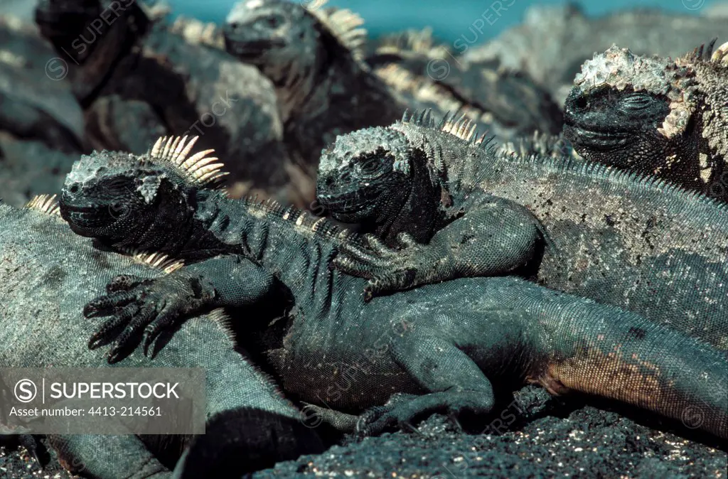 Gathering of Marine iguanas at sun Galapagos