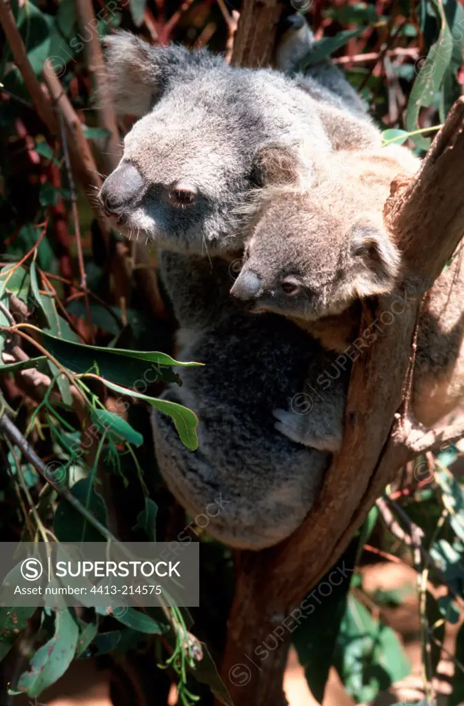 Koala female and her young in a tree Queensland Australia