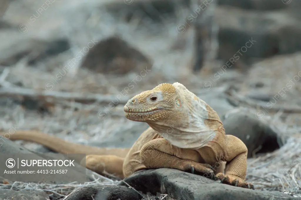 Santa Fe Land Iguana on a rock at sun Galapagos