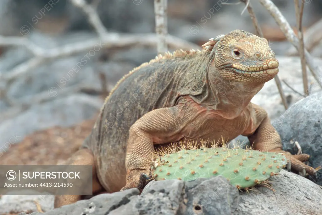 Santa Fe Land Iguana on a rock at sun Galapagos