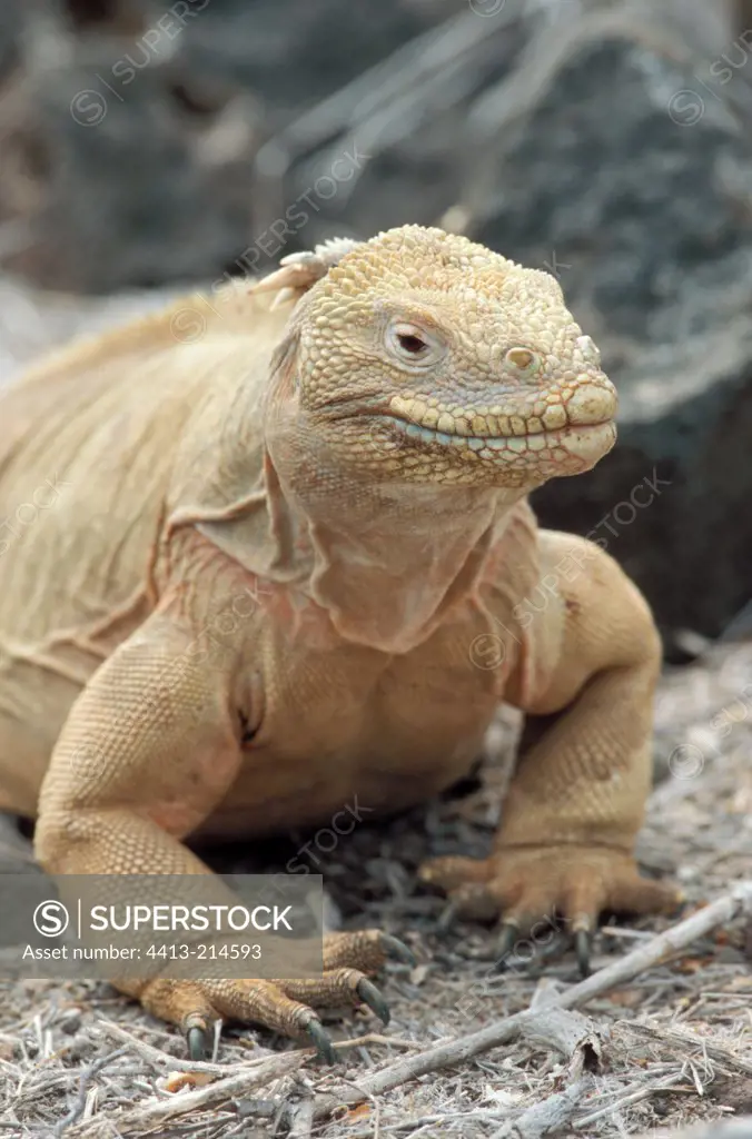 Santa Fe Land Iguana at sun Galapagos