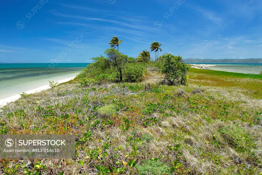 Vegetation on the sand of Coconut islet New Caledonia