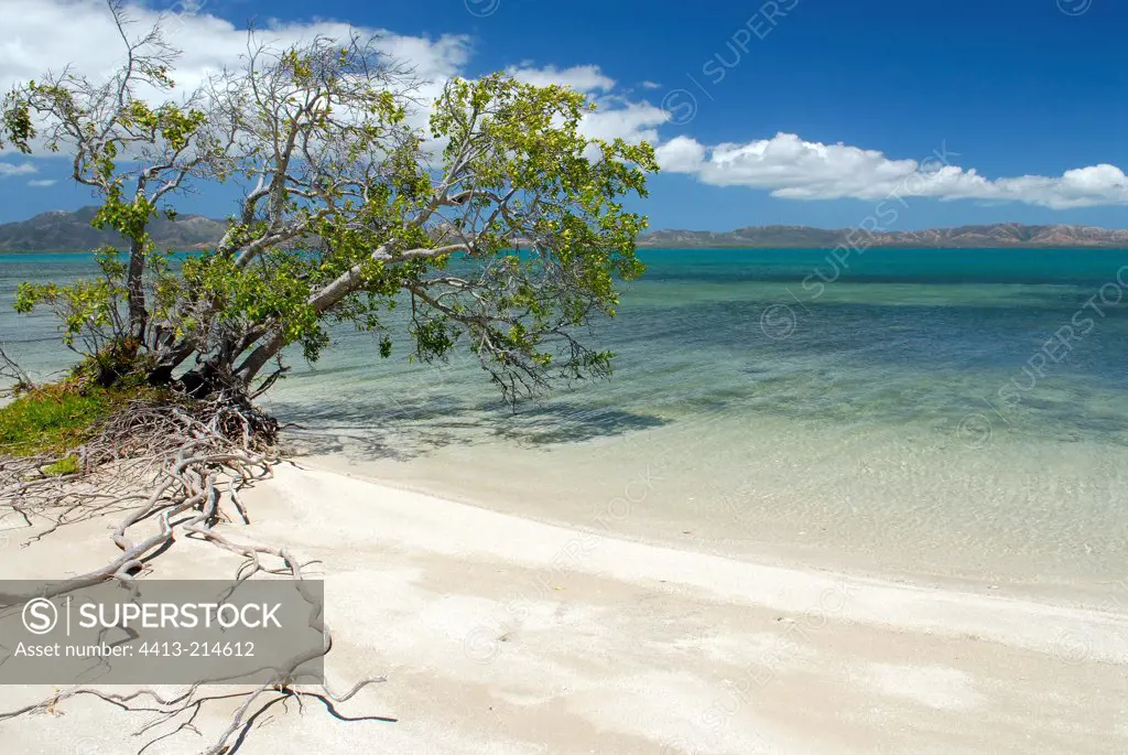 Milky Mangrove on the seafront in Cocotier islet