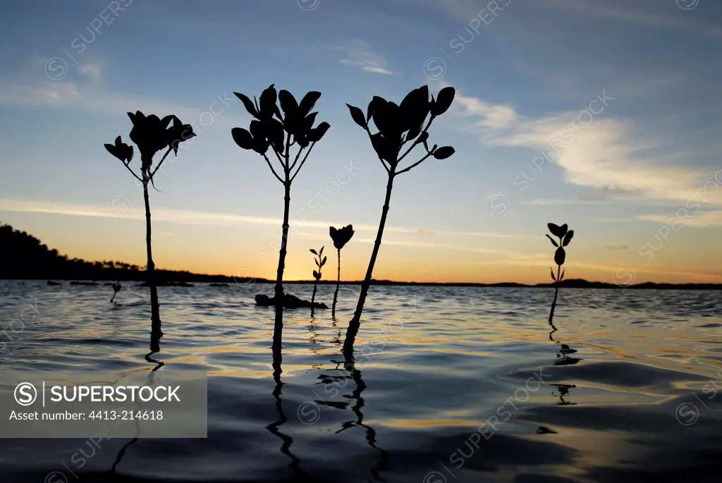 Silhouettes of Mangrove seedlings at sunset