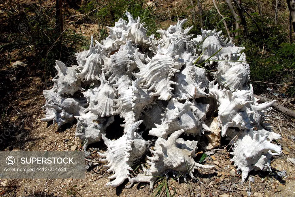 Empty shells of Murex ramosus New Caledonia