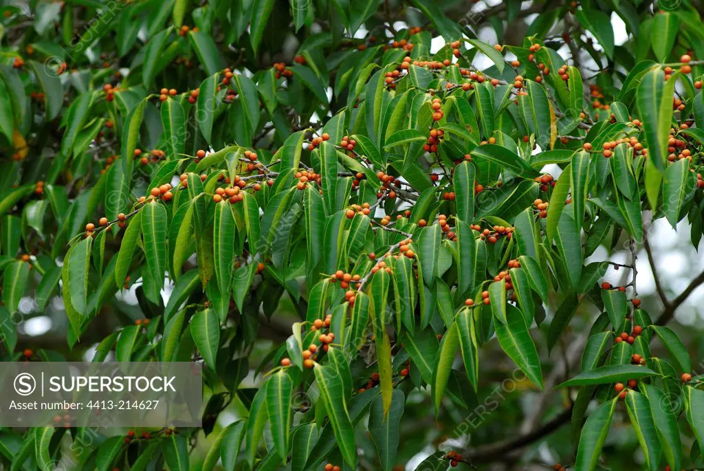 Foliage and fruits of Banyan in forest in Ouvéa island