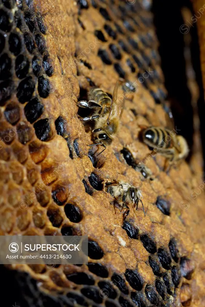 Bees on a honeycomb and on cells of their nest