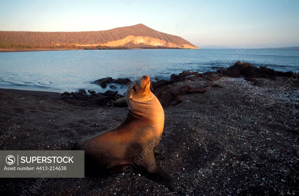 Galapagos Sea Lion warming itself at sun Galapagos