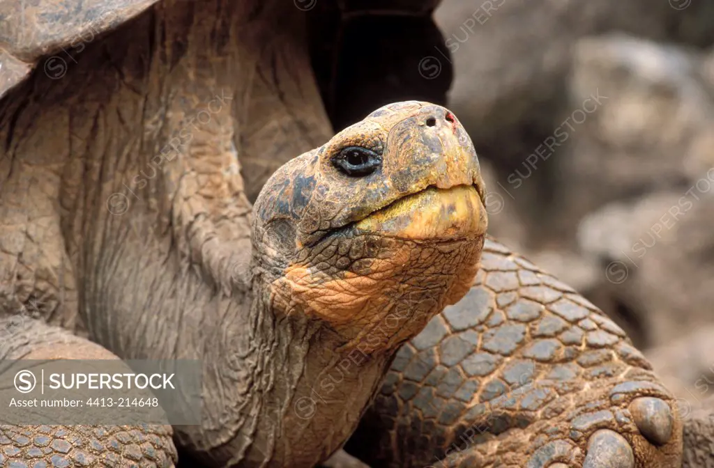 Portrait of a Giant Galapagos turtle Galapagos