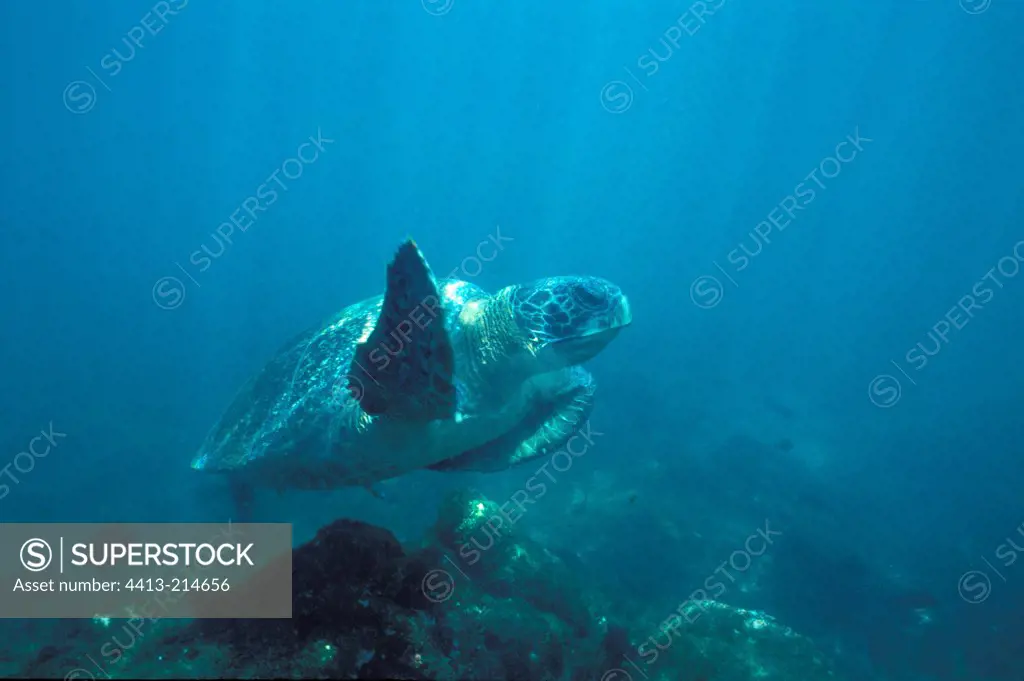 Green sea turtle swimming in sea bottom Galapagos