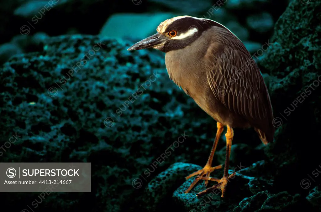 Yellow-crowned night heron at steal at night Galapagos