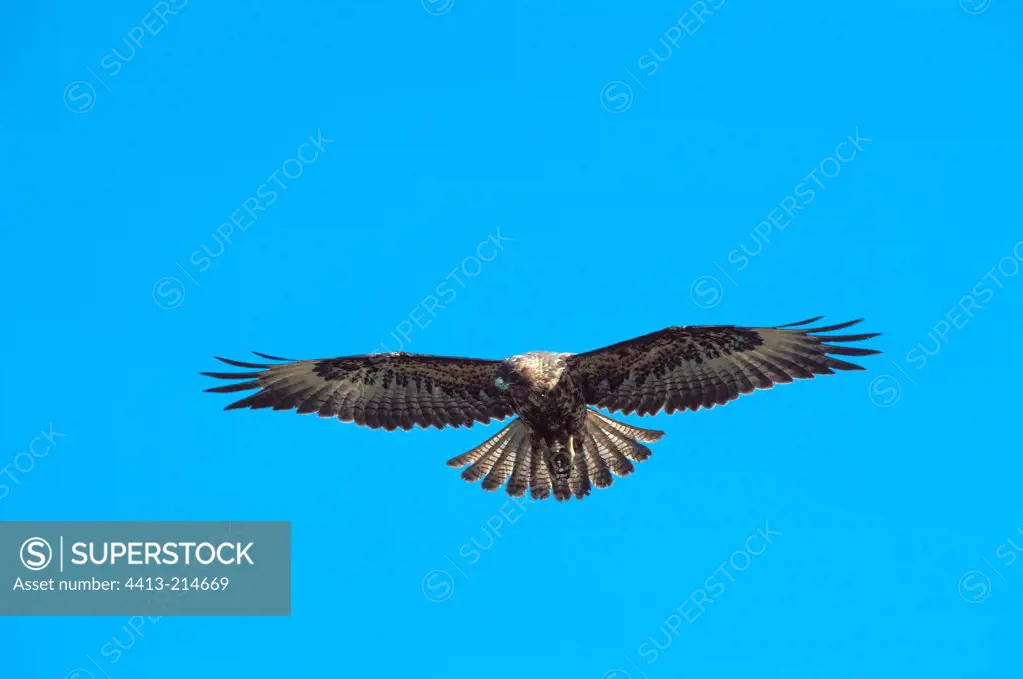 Galapagos Hawk flying Galapagos