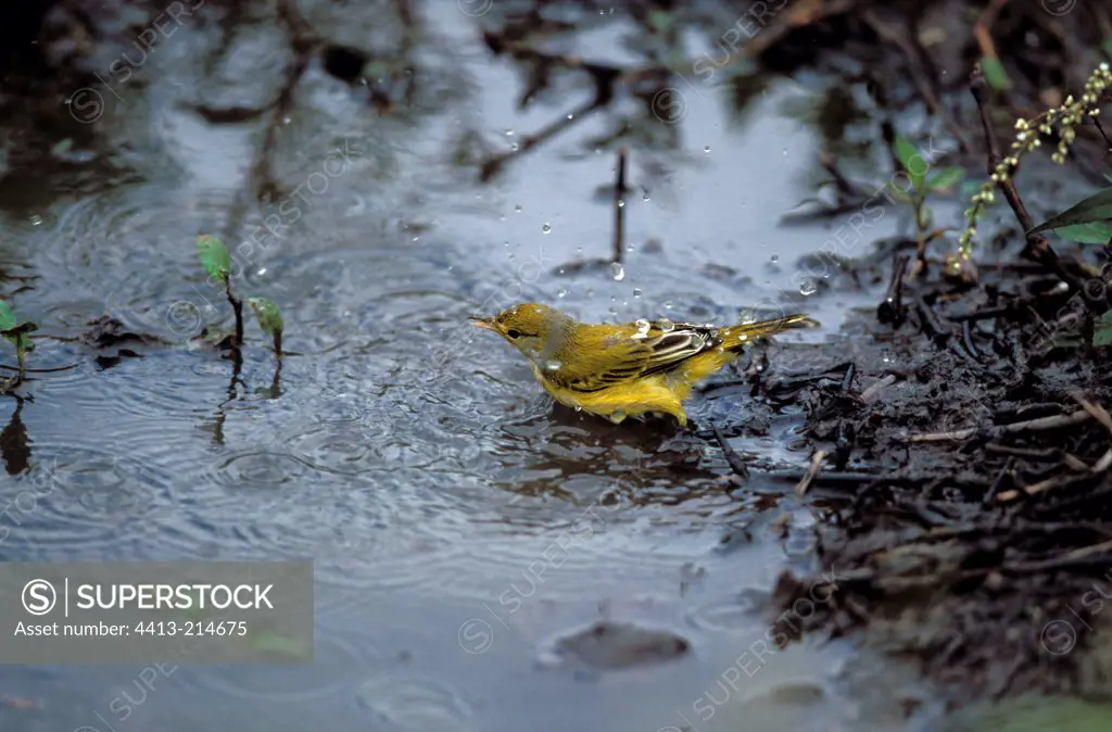 Yellow Warbler bathing Galapagos