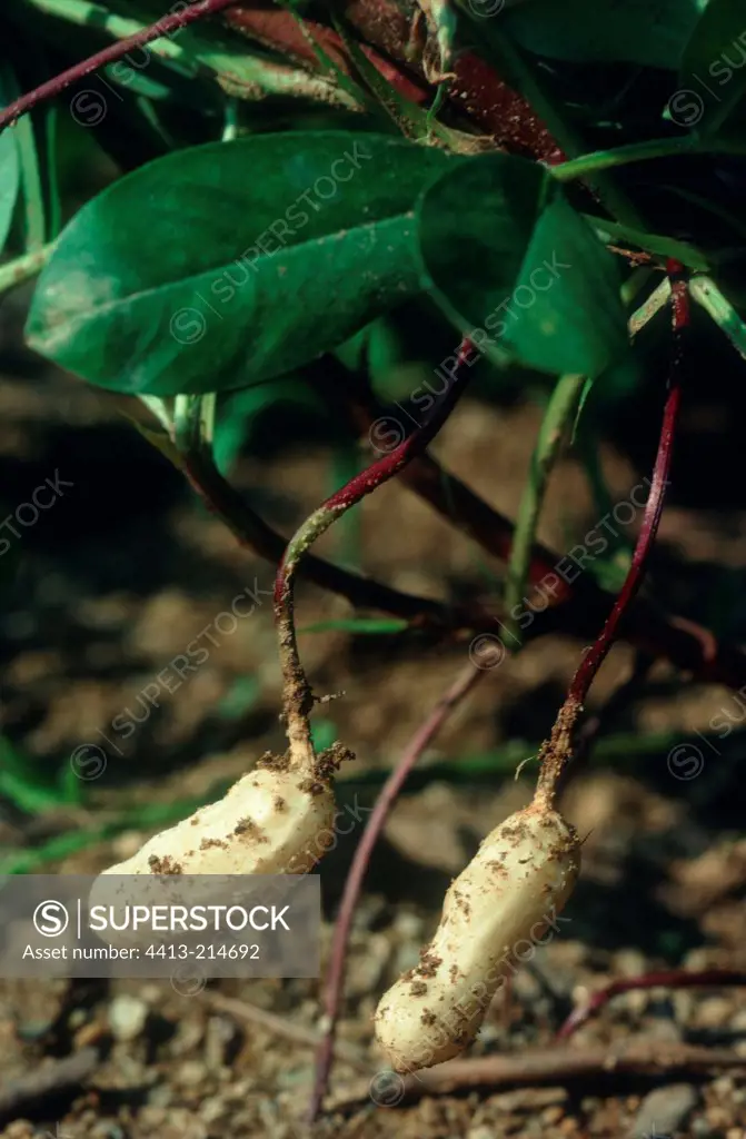 Peanuts on plant in close-up