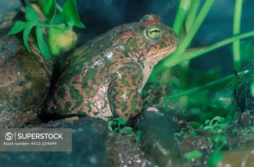 Natterjack toad sitting in sones