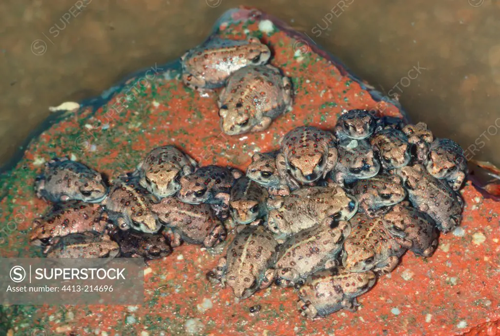 Young Natterjack toads on a rock