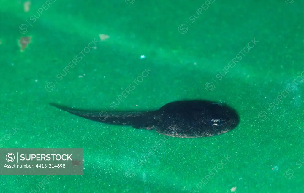 Tadpole of Natterjack toad swimming