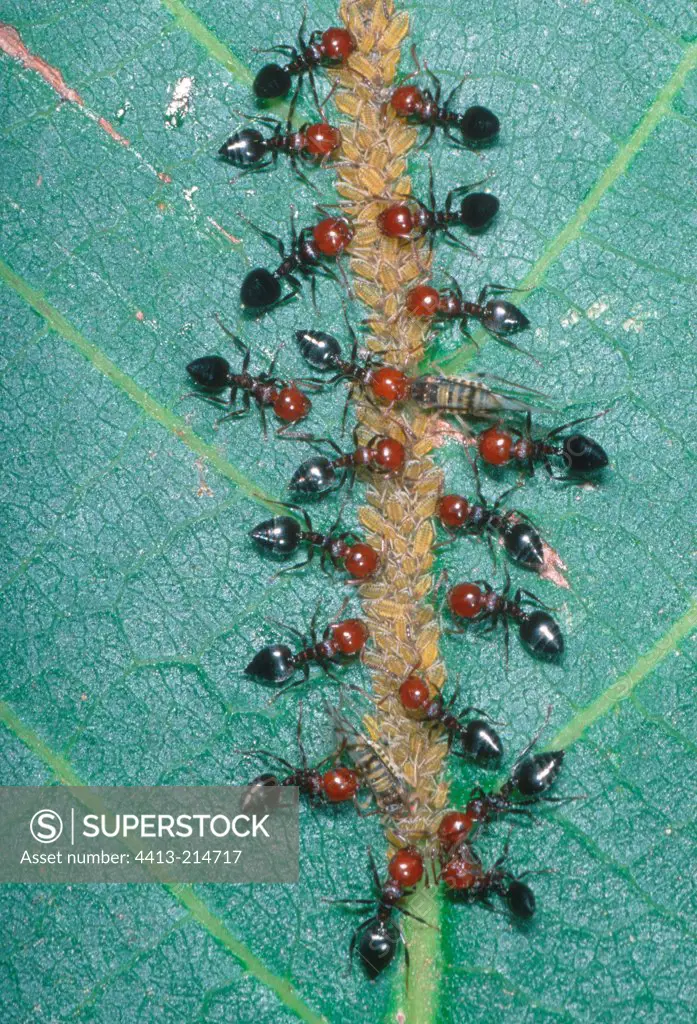 Ants and aphids on a leaf
