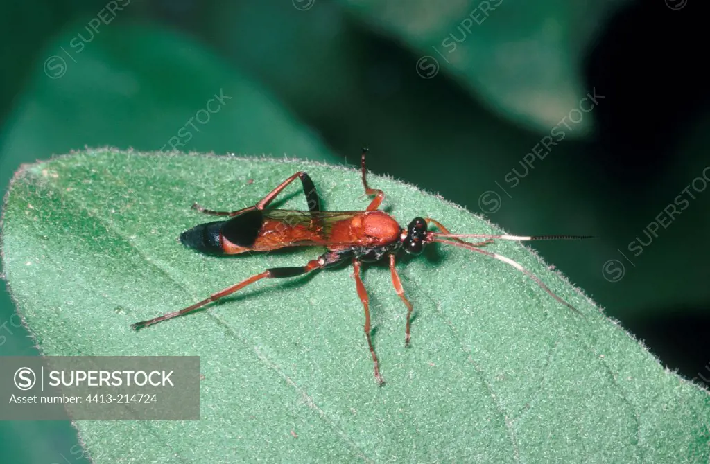 Ichneumon wasp on a leaf