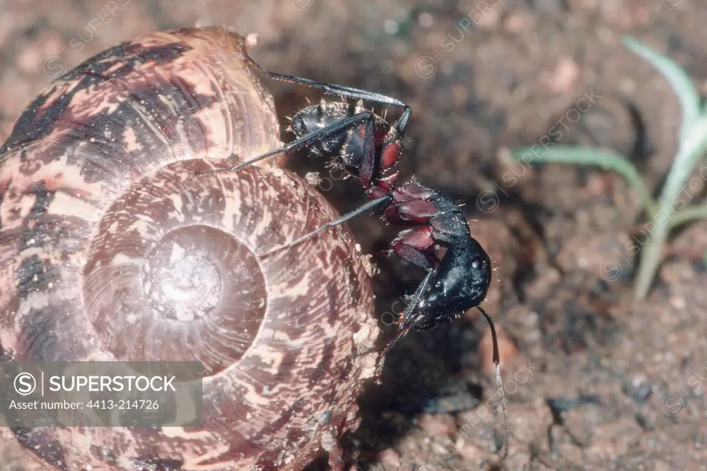 Mediterranean ant on a snail shell