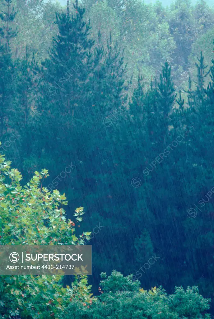 Rain on the temperate forest