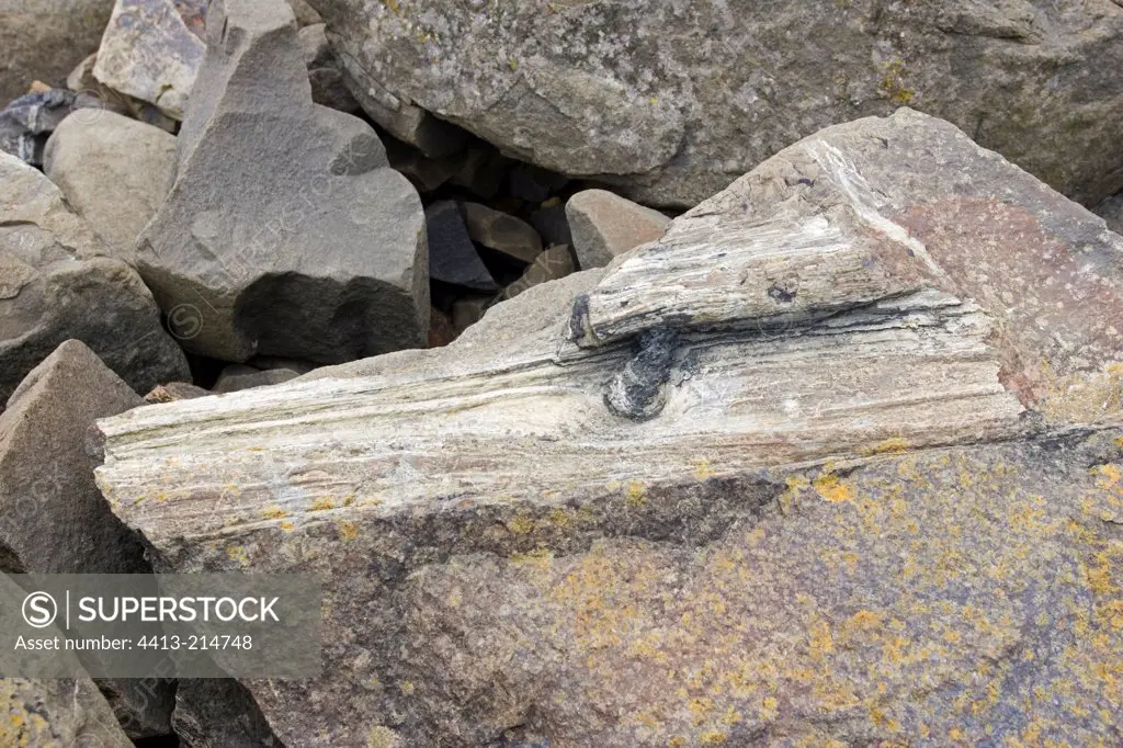 Piece of fossilised tree trunk in exposed rocks Curio Bay