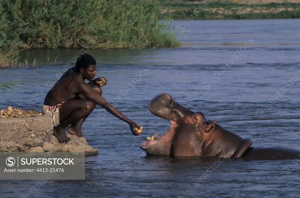Man giving to eat with an Hippopotamus Cameroun