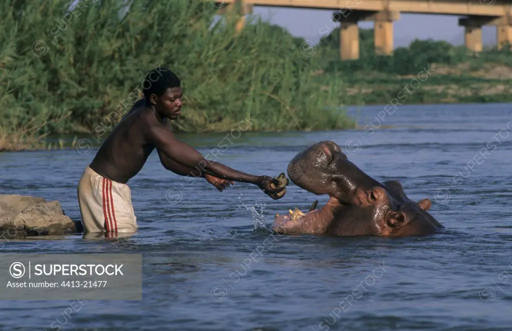 Man giving to eat with an Hippopotamus Cameroun