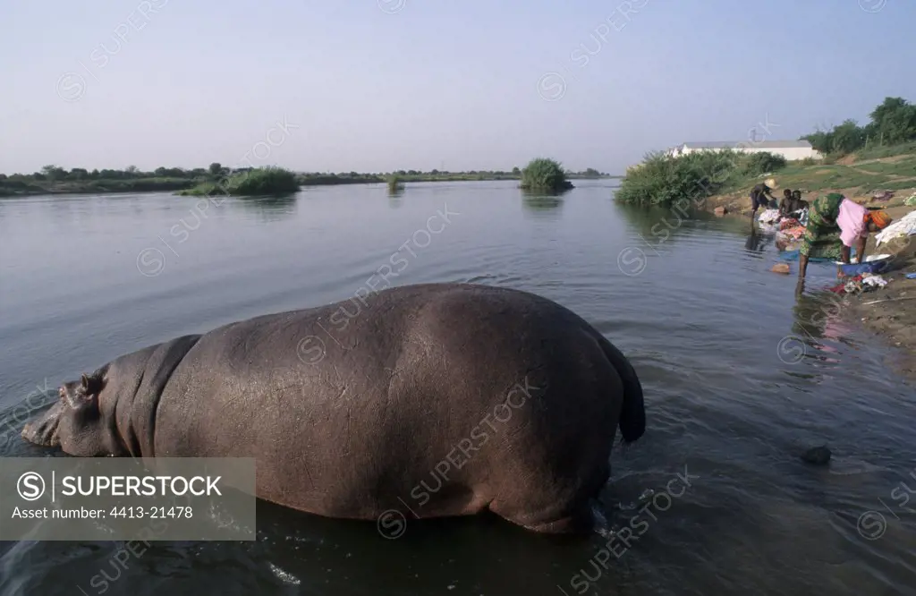 Hippopotamus entering water Cameroun