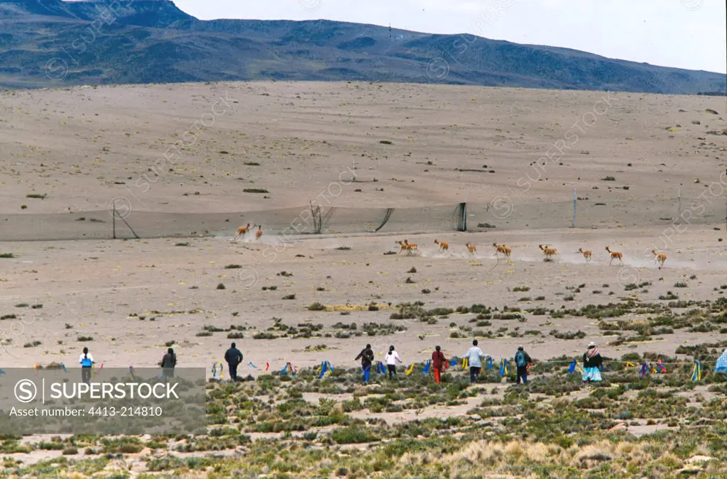 Beaters Capturing Vicugnas Ciaccu Altiplano Peru
