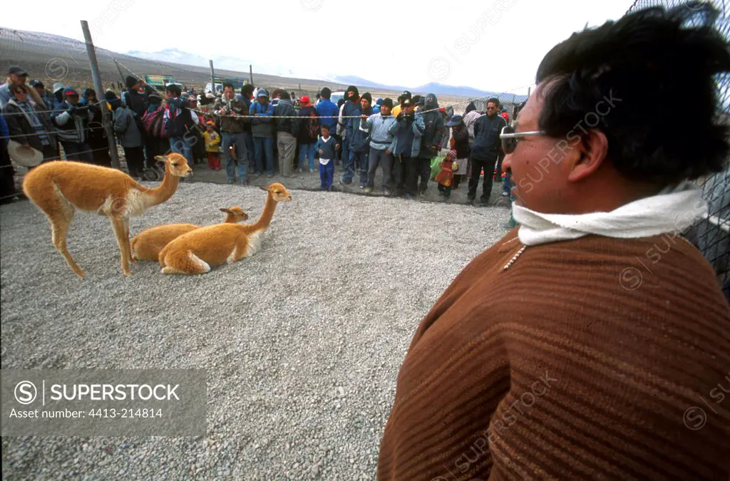 Capturing Vicunas for mowing Ciaccu Altiplano Peru