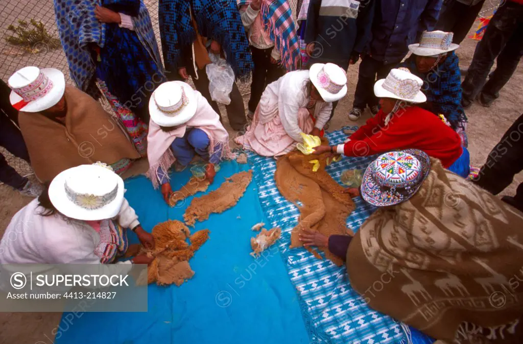 Review of the Vicuna wool Ciaccu Altiplano Peru