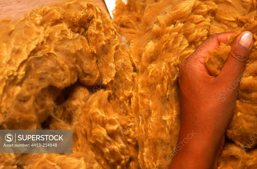 Sorting of wool Factory wool Incalpaca Arequipa Peru