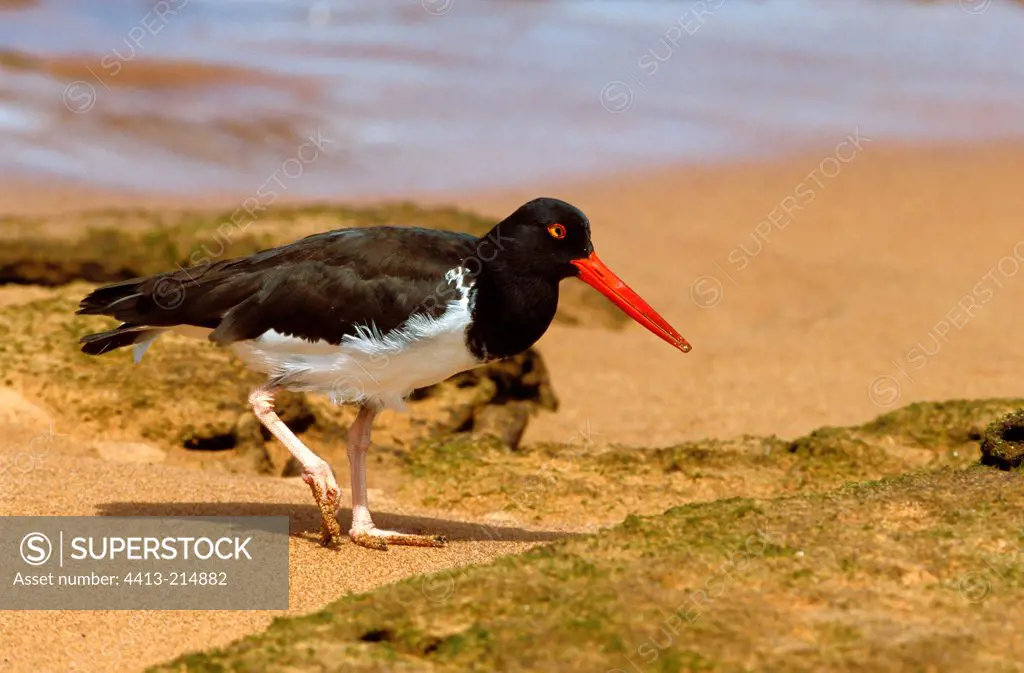 Galapagos American Oystercatcher walking on a sand shore