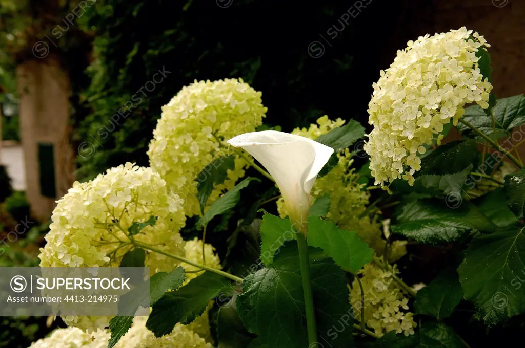 Arum Lily and Smooth Hydrangea 'Annabelle' Alsace France