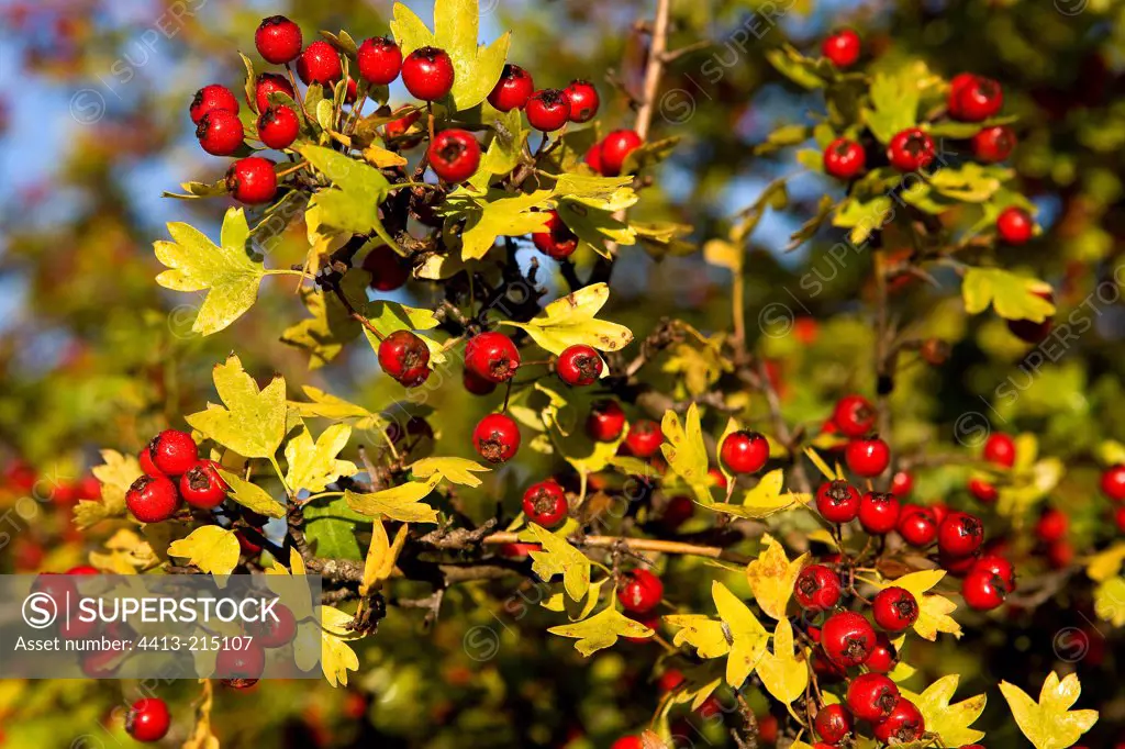 Hawthorn fruit in autumn Provence France