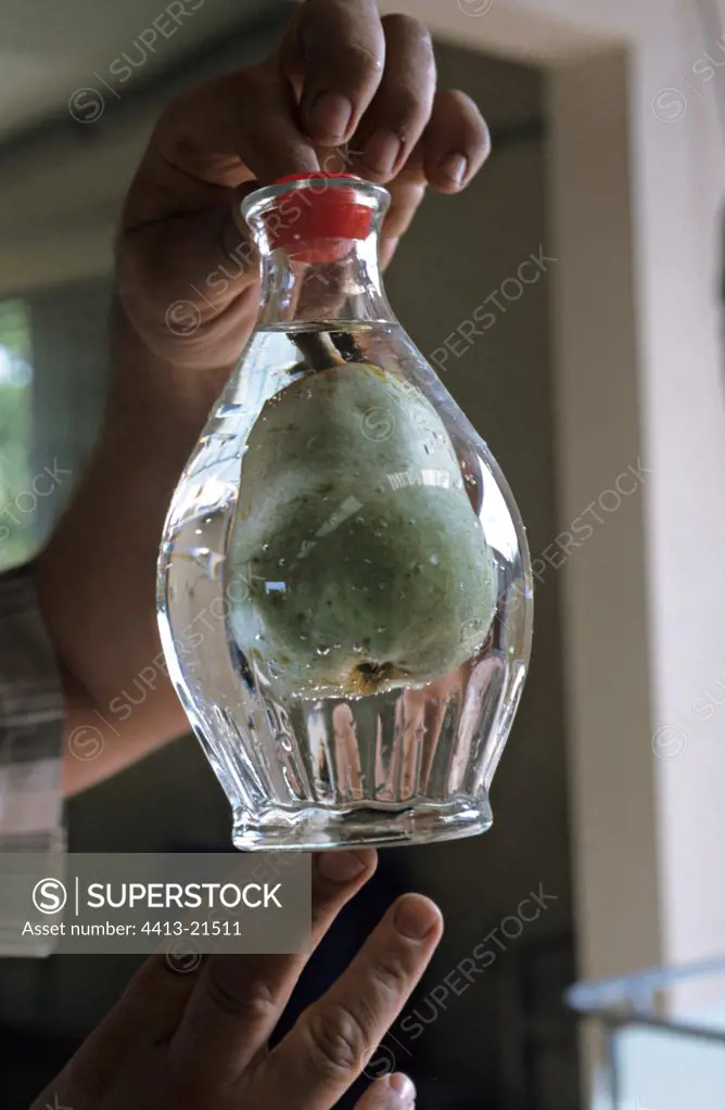 Pear bathing in a bottle filled with alcohol