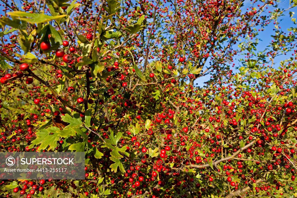 Hawthorn fruit in autumn Provence France
