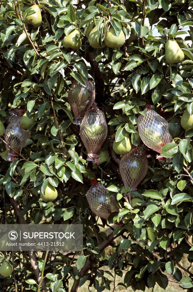 Young Pears enclosed in bottles on the tree