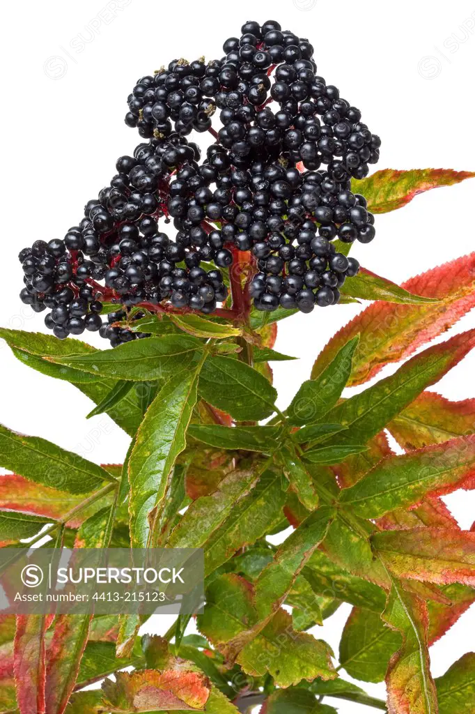 Black Elderberries