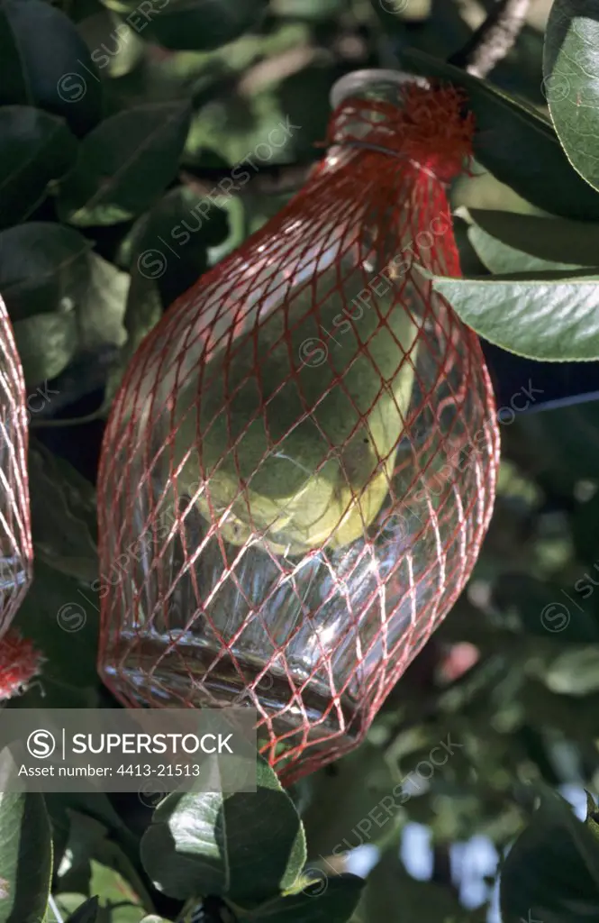 Pear enclosed in a bouiteille on the tree