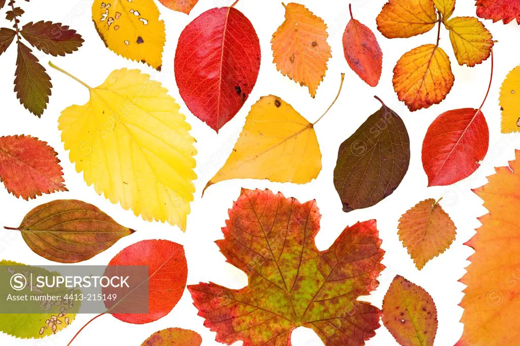 Multicolored autumn leaves on a white background