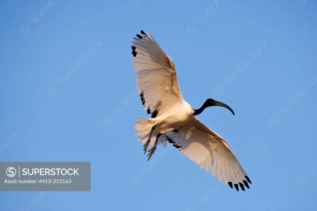 Sacred Ibis landing United Arab Emirats