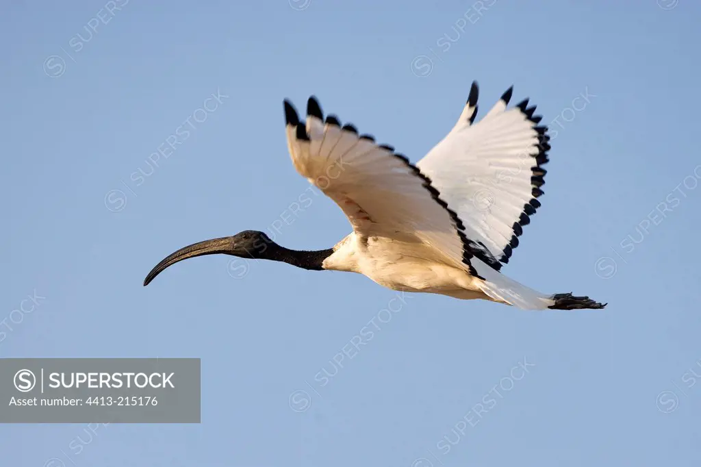 Sacred Ibis in flight United Arab Emirats