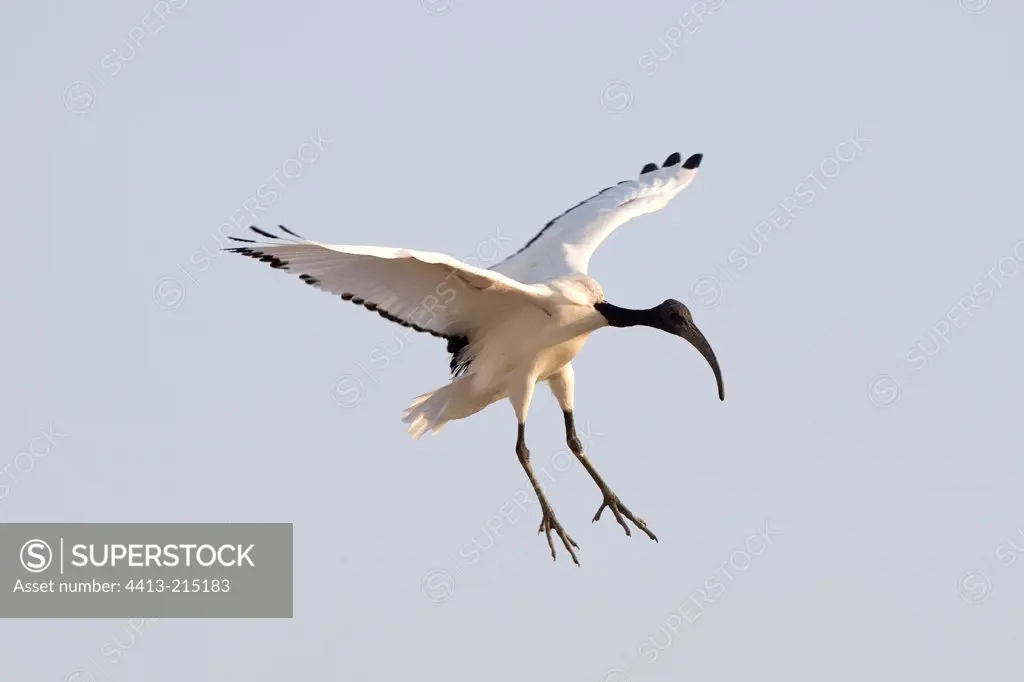 Sacred Ibis landing United Arab Emirats