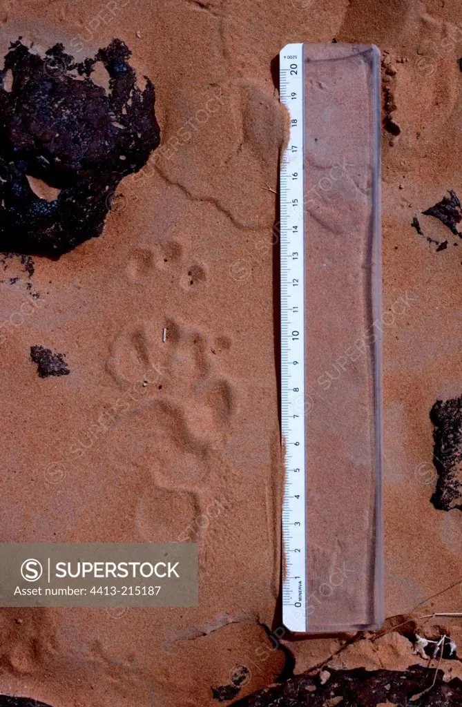 Ratel track in the Sahara sand Tenere region Niger