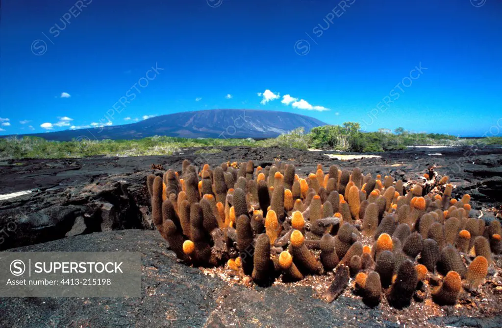 Lava Cactuses on a volcanic soil Galapagos