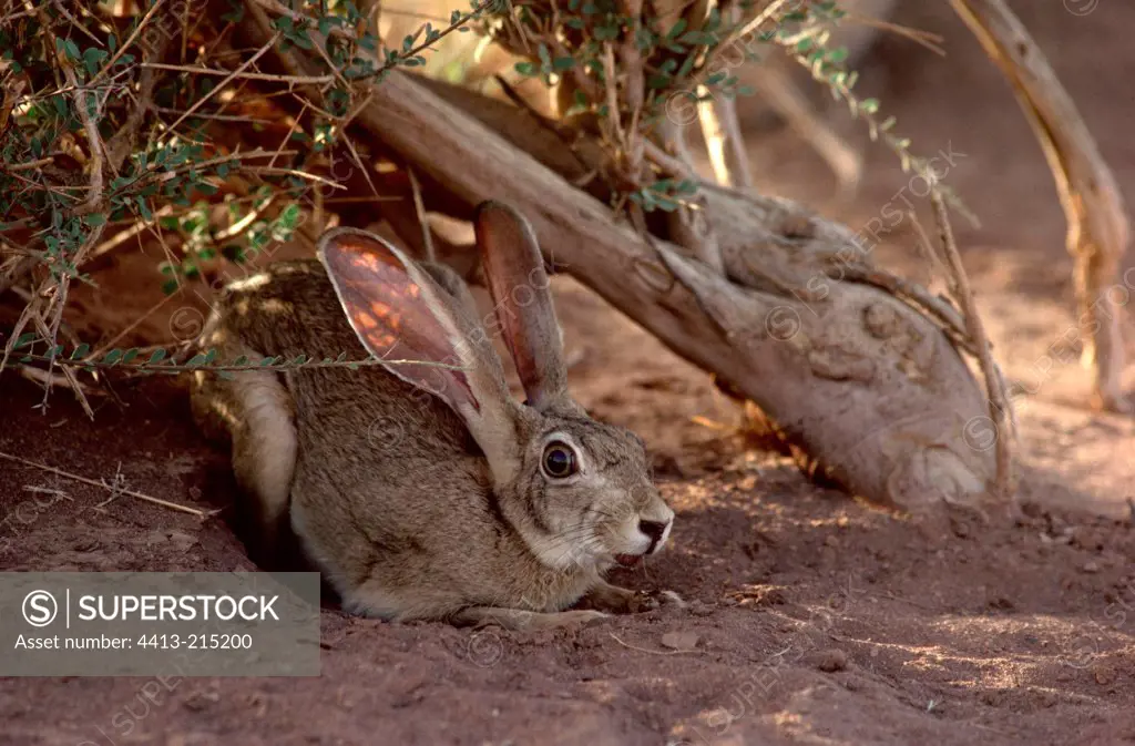 Cape hare adult lied down in the shad of an Atil Niger